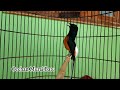 Pancingan Murai Batu Muda Atau Bahan Agar Cepat Ngeplong Dan Rajin Full Isian Bikin Naik Emosi Mp3 - Mp4 Download