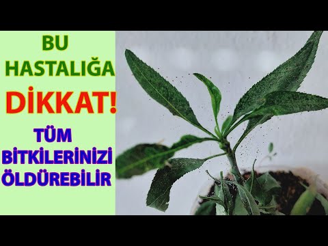 Video: Mənim Hörümçək Bitkimin Kök yumruları var - Qalın Hörümçək Bitki Kökləri üçün İzahat