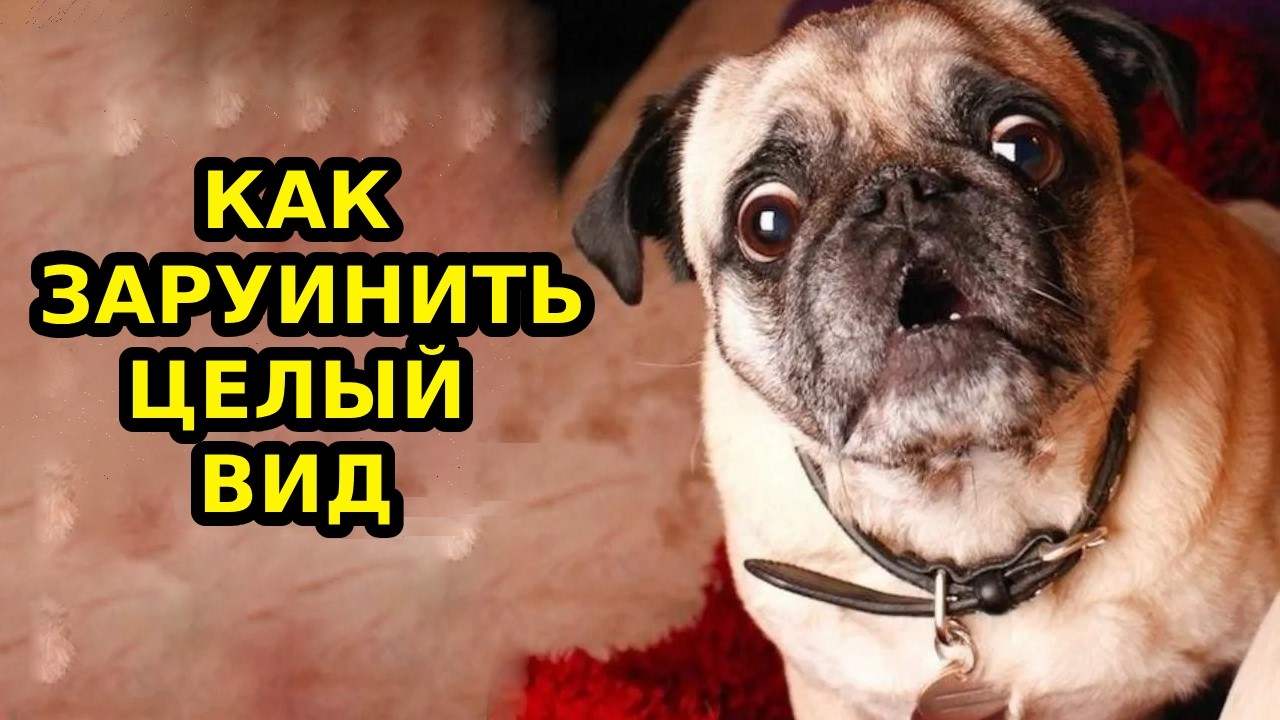 КАК ЛЮДИ ИСПОРТИЛИ ВОЛКОВ (и довольны этим)