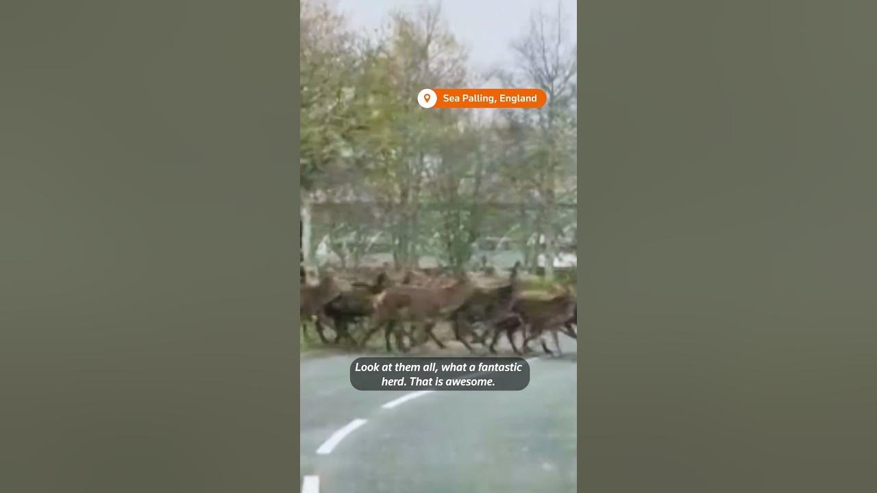 Herd of deer charges across road in England YouTube