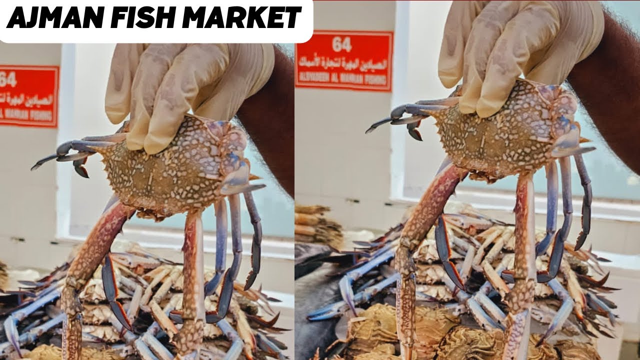 Ajman Fish Market Cheapest Fish Market In UAE Ajman Fish Market Cheapest Fish Market In UAE