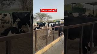 पिण्यास पाणी नाही तरीही गायपालनमध्ये तग धरून #milk #शेतकरी #viral #cow #dairy #farming #shortsvideo