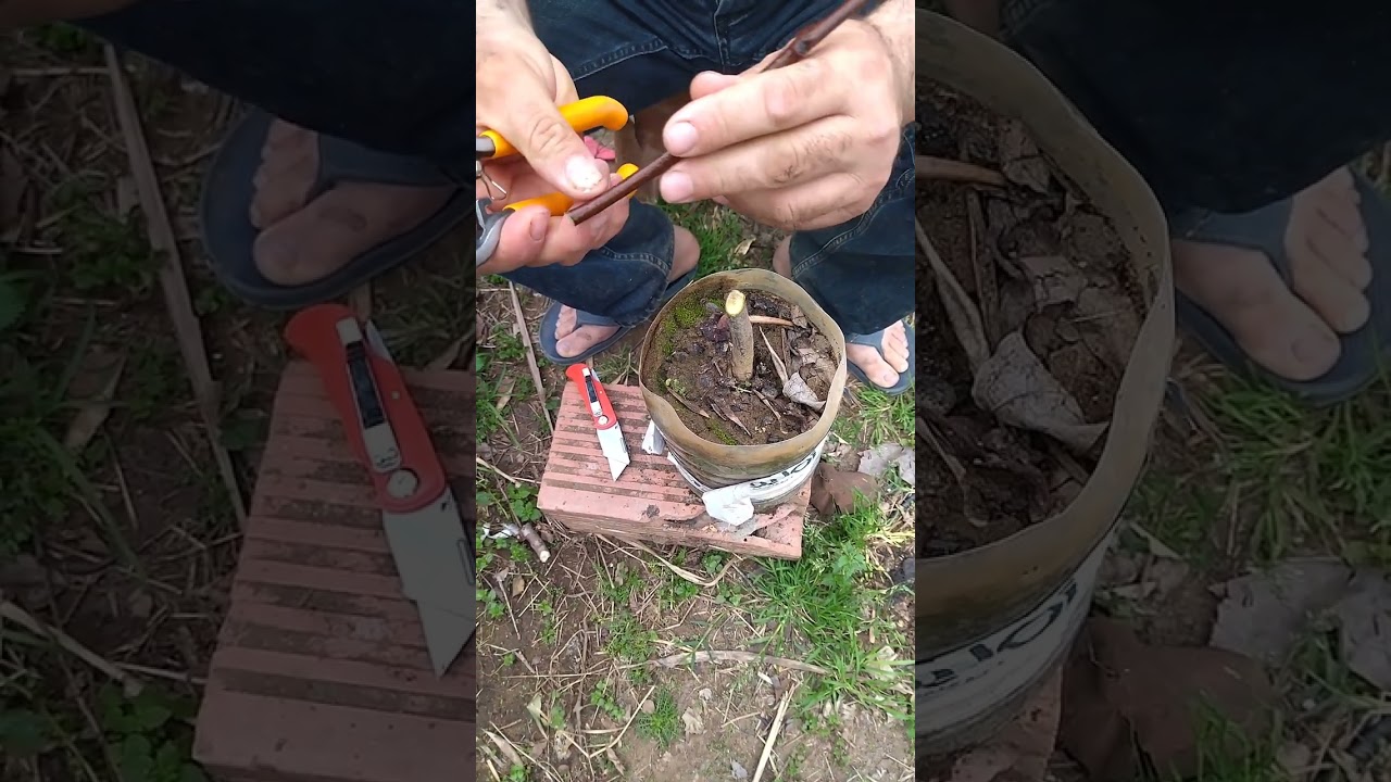 تطعيم الكاكا