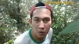 Balasan untuk cewek part 2. Versi bahasa dayak kantu'k