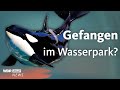 Orcas Und Delfine Zurückgelassen Aufnahmen Aus Marineland In Frankreich WDR Aktuelle Stunde