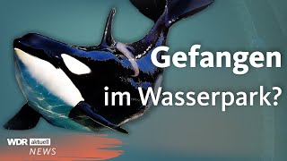 Thumbnail for Orcas und Delfine zurückgelassen: Aufnahmen aus Marineland in Frankreich | WDR Aktuelle Stunde