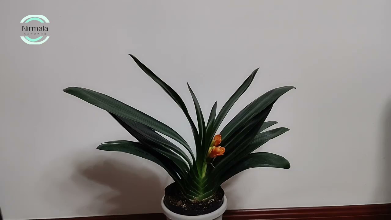 365天提升免疫力—足浴陪伴（787）2026 02 25 20 37 24