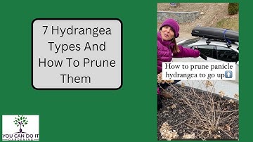 How To Prune 7 Different Types Of Hydrangeas
