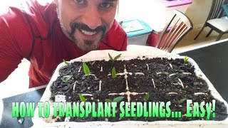 How to transplant seedlings... the easy way!