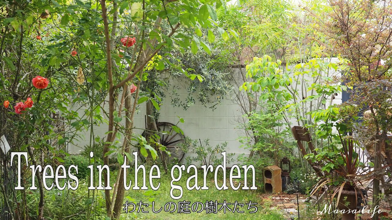 My Garden Tour ナチュラルガーデンの樹木14種の紹介 常緑樹やオススメの木 落葉樹 Youtube