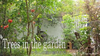 【my garden tour】ナチュラルガーデンの樹木14種の紹介/常緑樹やオススメの木/落葉樹