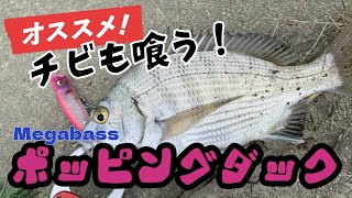 チビでも思わず喰ってしまうポッピングダック！？
