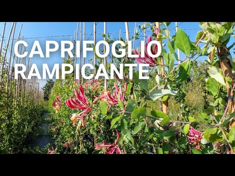 Video: Piante di caprifoglio a fioritura invernale - Scopri il cespuglio di caprifoglio invernale