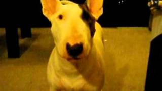 Bull Terrier Attack -
