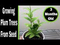 How To Grow Plum Trees From Seed, 0-3 Months - YouTube