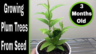 How To Grow Plum Trees From Seed, 0-3 Months Resimi