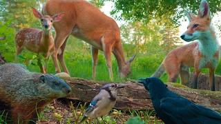 RELAXING NATURE FOR DOGS & CATS THAT ARE HOME ALONE 😺 Sunset Cove Weekly Best (Dog TV • Cat TV)