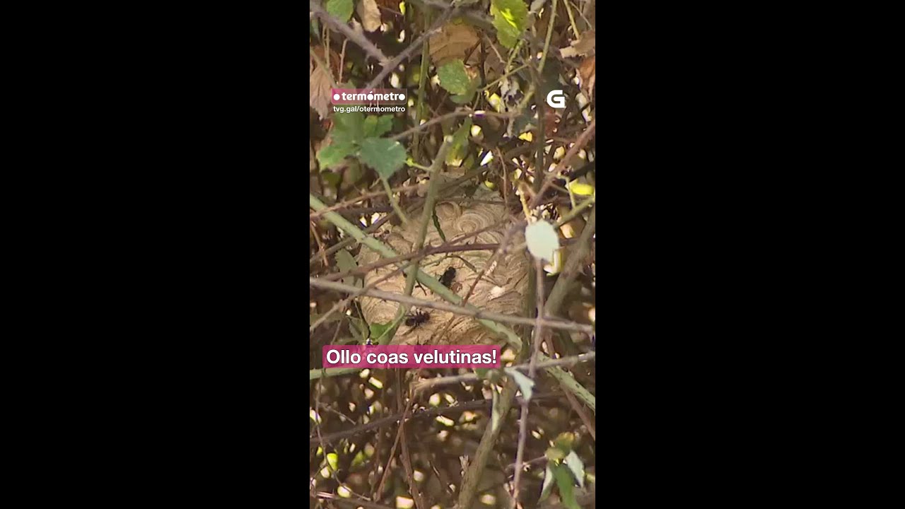 Coa chegada da primavera aumentan as velutinas en Galicia e tamén o risco 🐝