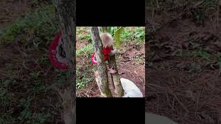 Cute baby monkey Amee