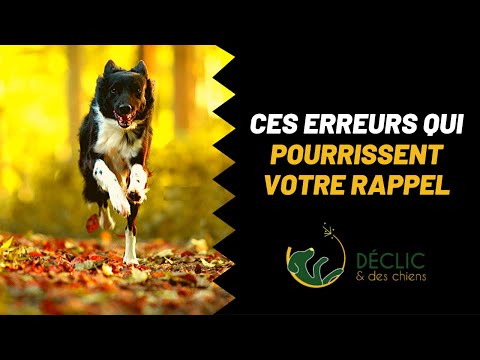 Les 3 erreurs à ne plus faire pour avoir un bon rappel avec votre chien !