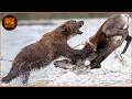 Most Terrifying Grizzly Bear Attacks Caught on Camera | Wild Animals
