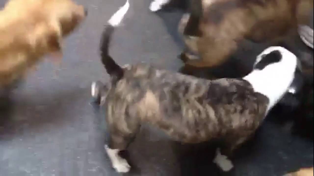 Dog Grooming Rancho Cucamonga YouTube