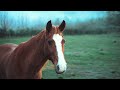 Atlar ve İnsanlar Arasında Gizemli Bir Bağ mı Var? Bilim Açıklıyor! 🐎