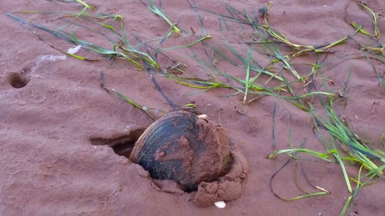 Clam digging | How to dig clams on the beach