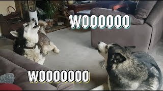 Sherpa and Keyush | Howling Like Wolves | CUTEST DOGS