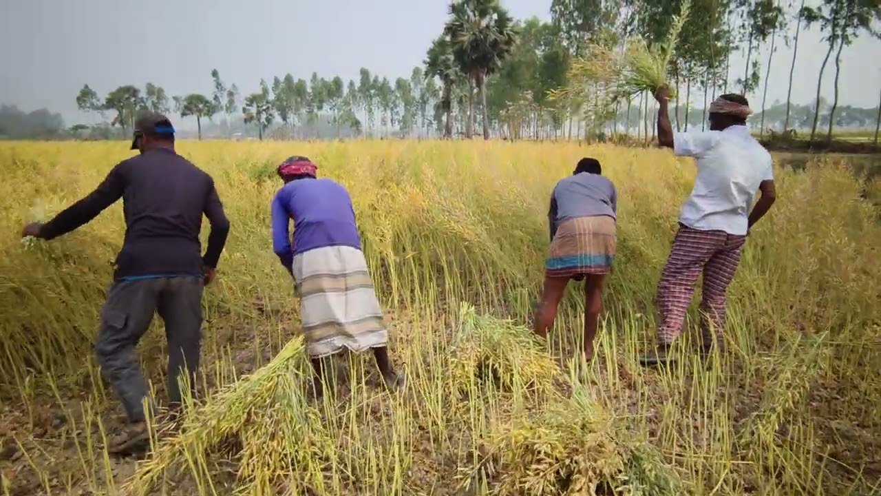 সরিষা কাটার মৌসুমে মাঠজুড়ে সোনালি স্বপ্ন।#agriculture 
