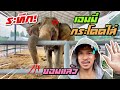 ระทึก❗️เจ้เเอมี่กระโดใส่❗️ชนรั่วเหล็กแทบหักelephant