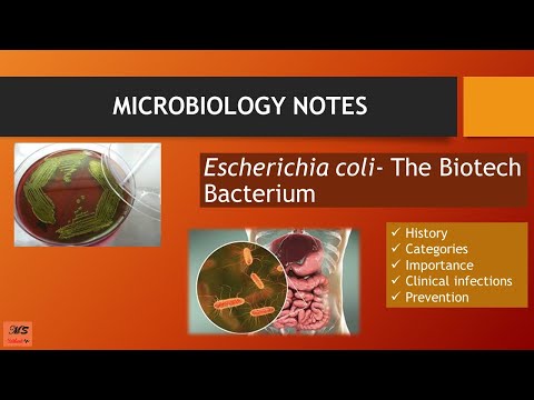 Video: Evoluția Treptată și Recombinarea Convergentă Stau La Baza Diseminării Globale A Escherichia Coli Producătoare De Carbapenemază