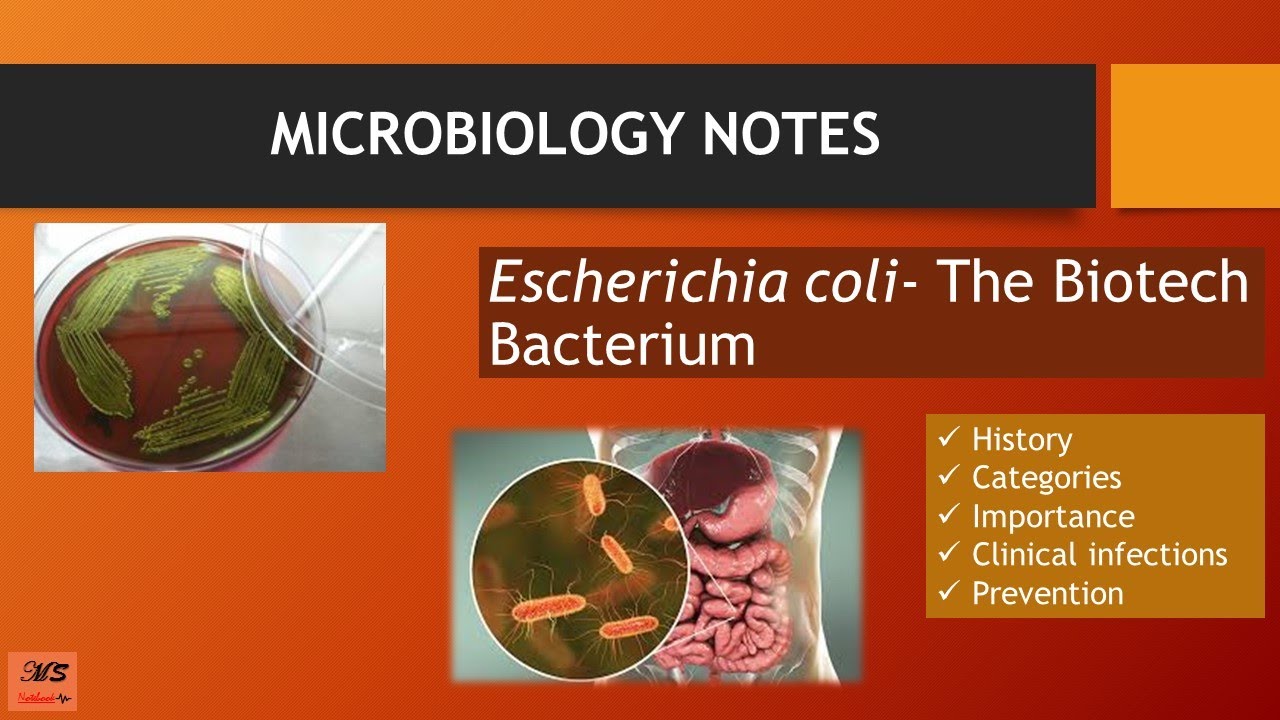 Escherichia Coli E coli History Morphology Categories Toxins Escherichia Coli E coli History Morphology Categories Toxins