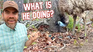 What Did We Just Catch Our Emu Doing To Their Eggs? by Cog Hill Family Farm 87,056 views 2 months ago 22 minutes