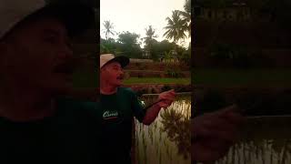 Hdanir Double Strek Tapi Hasilnya Bikin Nyesek mancingbelut tegekmelengkung shorts