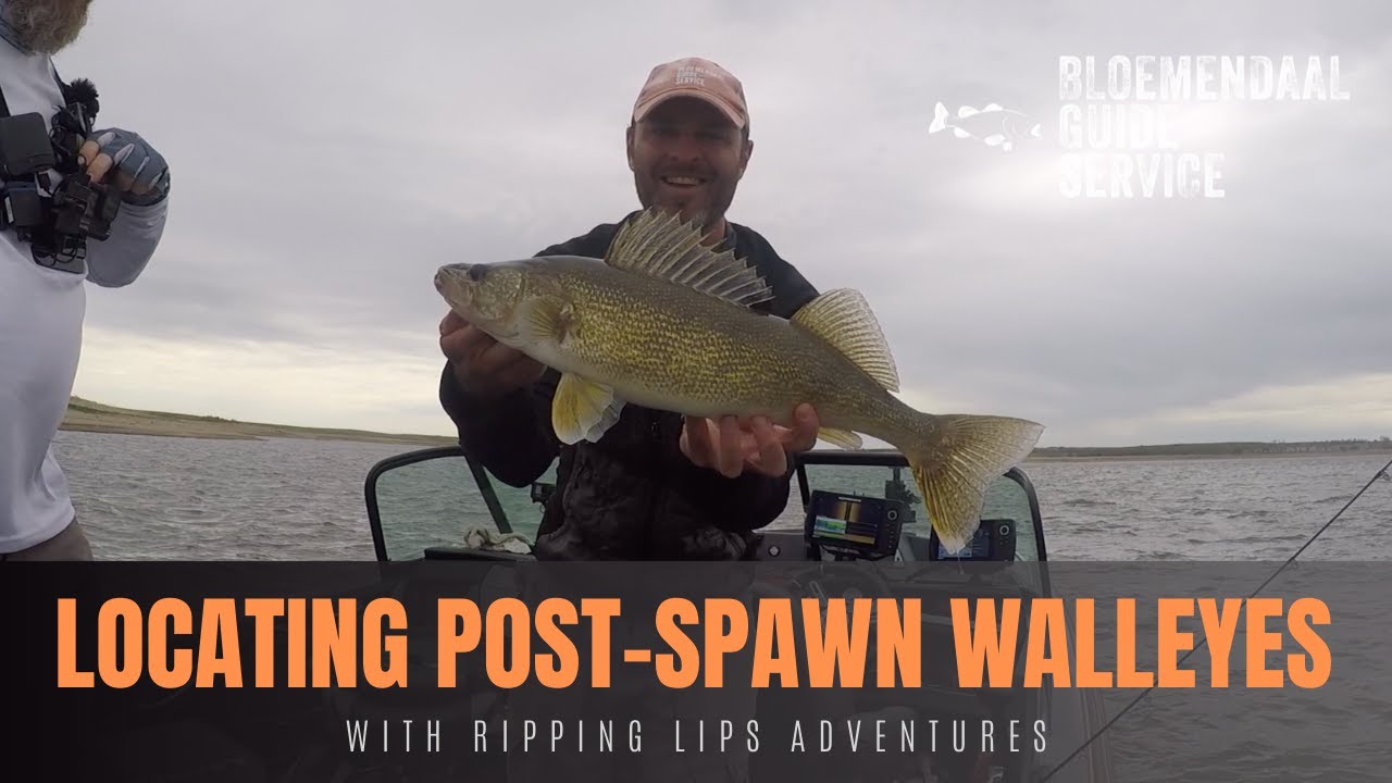 Lizards of the week, Outboard hooksets, Bro post spawn walleyes – Target  Walleye