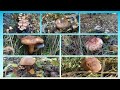 ‼️ЛЕС В ГРИБАХ. КАКИЕ ГРИБЫ СОБИРАЮТ В ОКТЯБРЕ🍄‼️