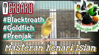 MASTERAN KENARI ISIAN #Backtroath #Goldfinch #Prenjak