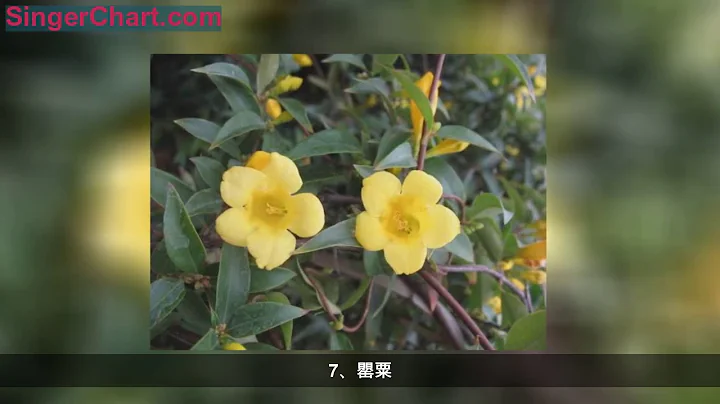 13种“毒花”可致命，很多人却非养不可，网友说：花太美忍不住 13种“毒花”可致命，很多人却非养不可，网友说：花太美忍不住 - 天天要闻