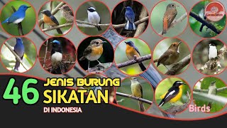 BURUNG SIKATAN // 46 JENIS ADA DI INDONESIA.