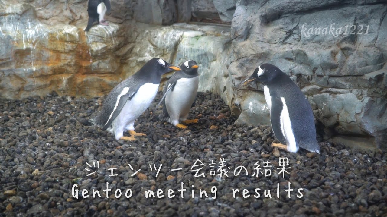 旭山動物園 ジェンツーペンギン達の恋のバトル-Gentoo penguin