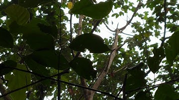 Memikat Burung Tejaling, malah burung SERINDIT yang Dapat,#PART16