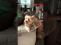 EVENING SECURITY CHECK-IN | Off-Duty Couch Patrol with My Velcro Dog