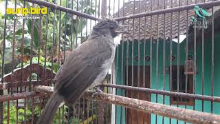 Brinji kelabu isian kapas kunyit