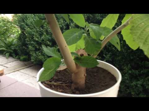 Видео: Brugmansia ароматно