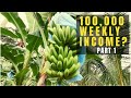 Former OFW turns into Farming | TIPS on Banana Farming | Banana Farming Income | Jingle and Jam TV