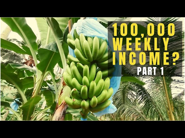 Former OFW turns into Farming | TIPS on Banana Farming | Banana Farming Income | Jingle and Jam TV class=