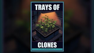 Blue Dream: Mostly One Plant, Not Only One Plant | Full Season