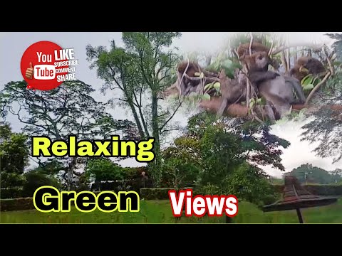 Beautiful Tree's 🌼 and Landscaping in Singapore/Relaxing Garden Walk/Nature Scenery 4K