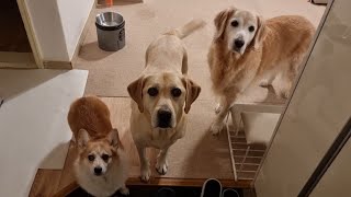 How Each Of The Three Doggos Welcome Hoomans